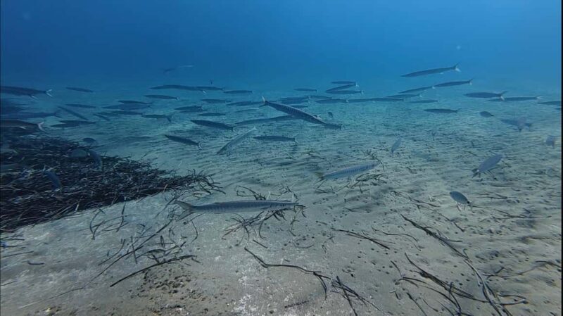 Kos: Scuba Diving Experience with Hotel Pickup - Authentic Feedback from Travelers