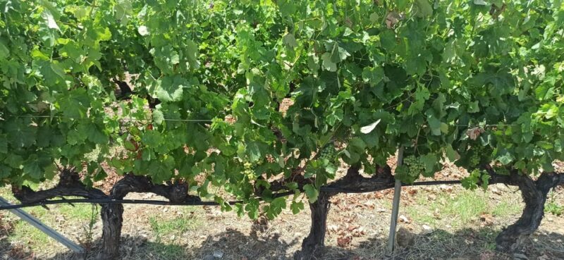 Kos: Wineries Tour w/ Wine Tastings & Transportation - Final Thoughts