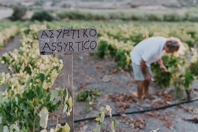 Kostantakis Winery - Milos Island Tour & Wine Tasting Experience - A Closer Look at What to Expect