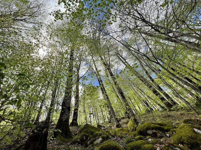 Kotor: Durmitor, Black Lake & Djurdjevica Tara Bridge Tour - FAQ