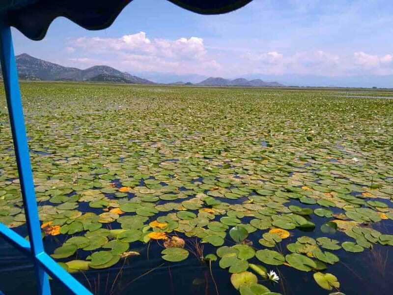 Kotor: Skadar Lake National Park with Wine Tasting - Who Is This Tour Best For?