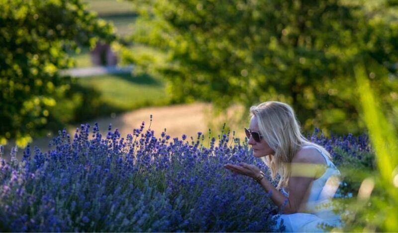 Kraków: Private Lavender Fields & Vineyard Tasting Tour - Key Points
