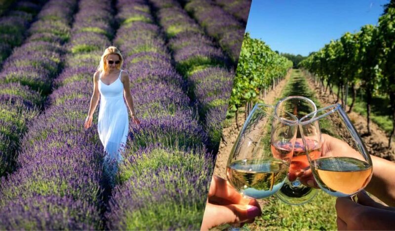 Kraków: Private Lavender Fields & Vineyard Tasting Tour - Authentic Feedback and Experiences