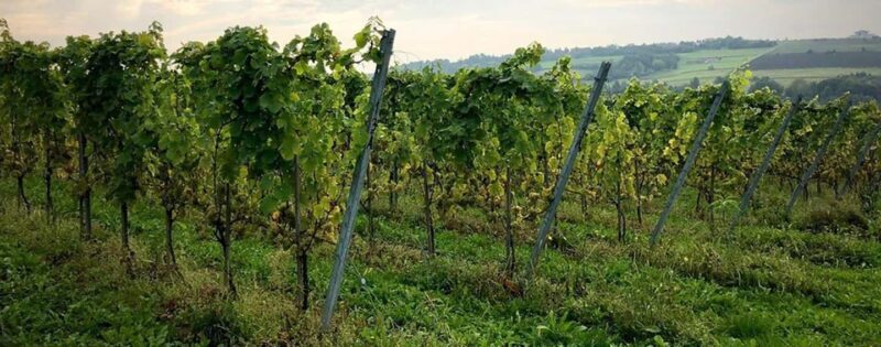 Kraków: Private Lavender Fields & Vineyard Tasting Tour - Who Is This Tour Best For?