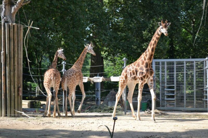 Krakow: Zoo Tour with Private Transport and Tickets - Frequently Asked Questions