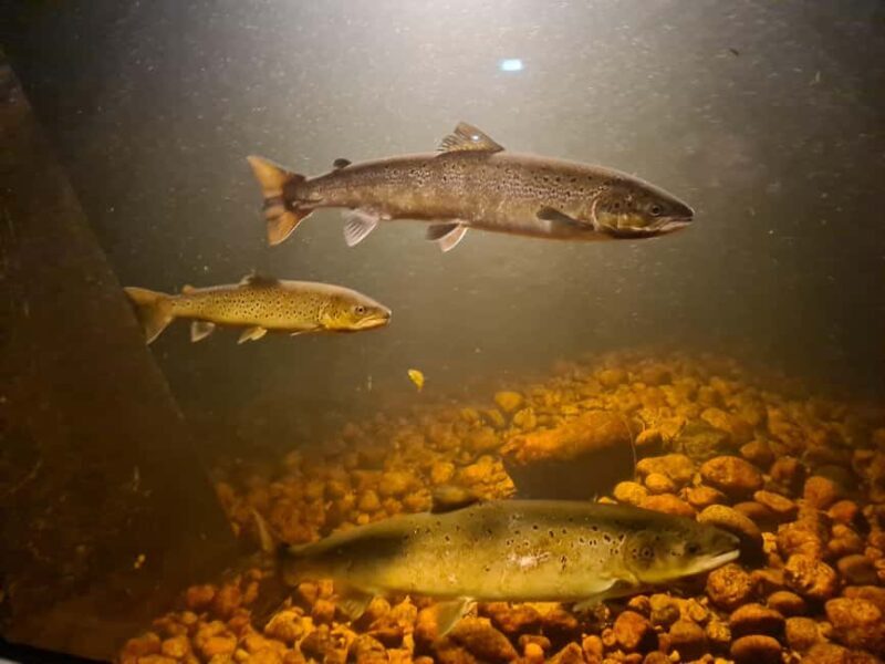 Kristiansand: Wild Salmon Center Guided Tour with Bus Ride - Key Points