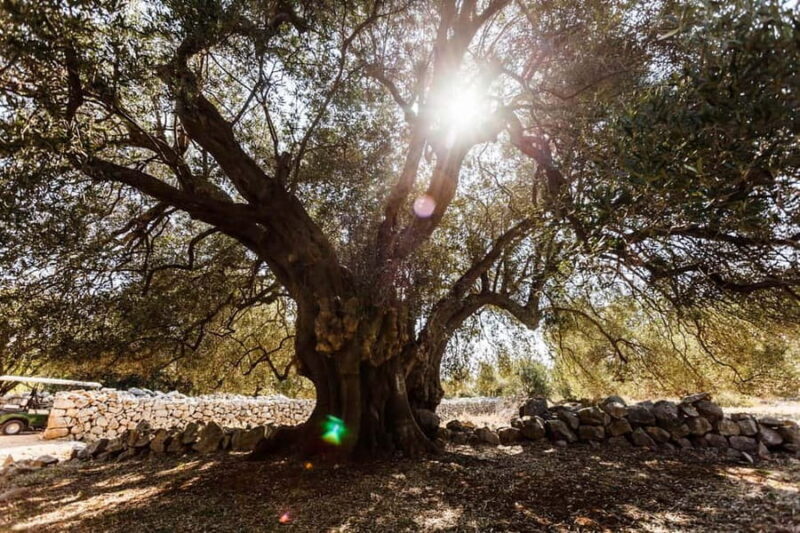 Krk: Boat Trip to Rab & Pag with Sightseeing & Swimming - Swimming and Relaxing