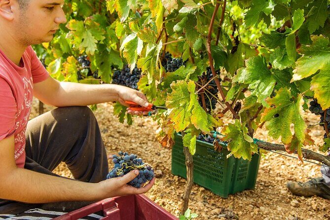 Krka Waterfalls & Dalmatian delights from Split or Trogir - FAQ