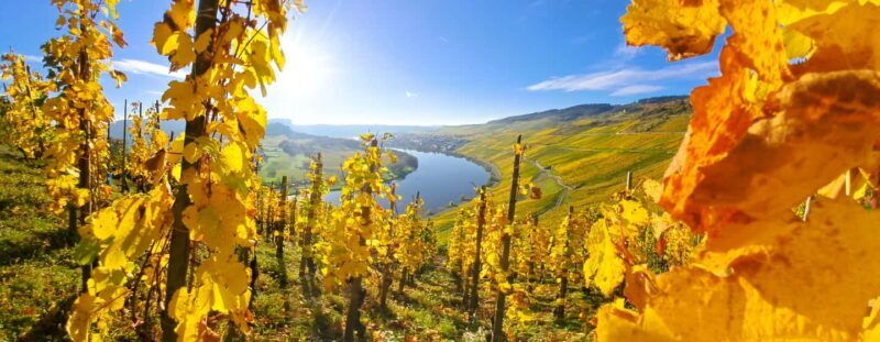 Kröv/Gut Hermes: Wine tour & tasting through the vineyard, winery, & sparkling wine factory - Key Points