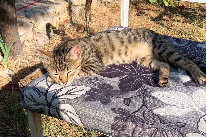 Kruja - Attractions and Bazar, Private Tour from Tirana - Final Thoughts: Who’s This Tour Best For?