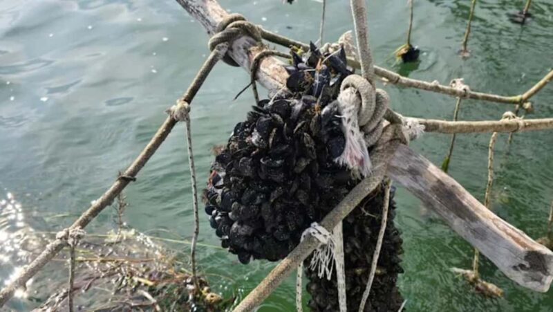 Ksamil Sailing & Mussel Tasting Experience - Authenticity and Value