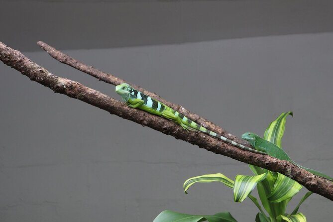 Kula Eco Park Admission - Is It Worth It?