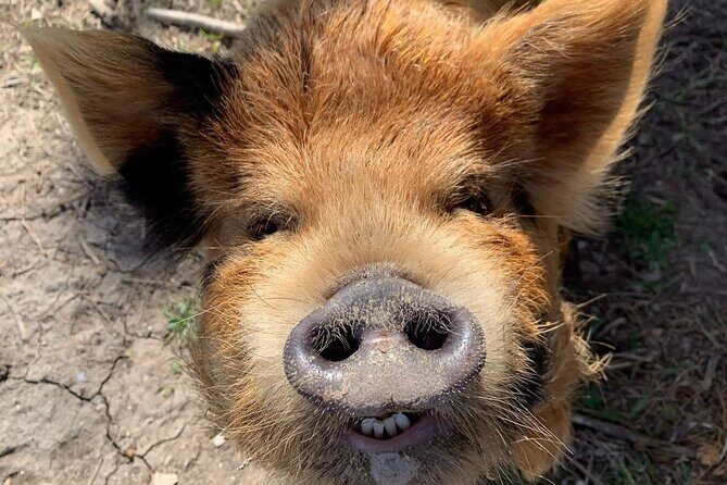 KuneKune Pig Farm Tour - Exploring the KuneKune Pig Farm Tour: A Friendly Look at a Little Texas Gem