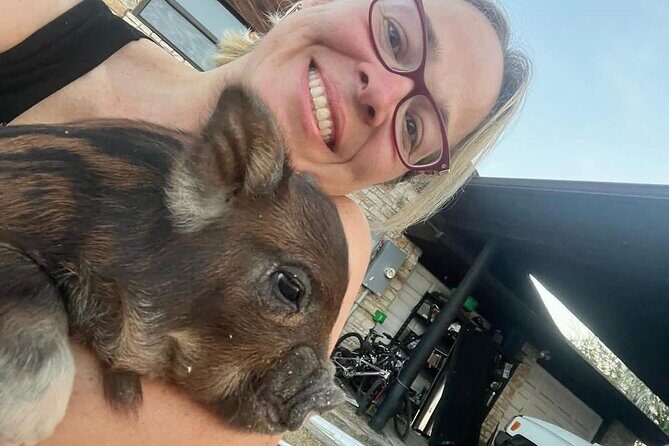 KuneKune Pig Farm Tour - What to Expect from the KuneKune Pig Farm Tour