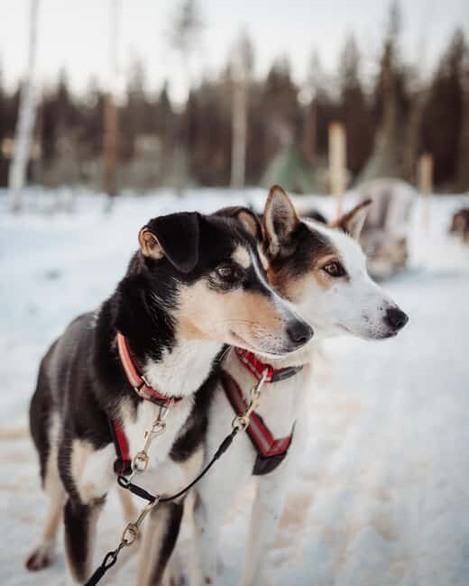 Kuoksa Husky & Reindeer Adventure - Key Points