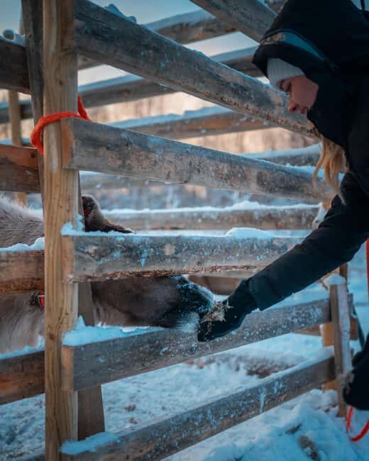 Kuoksa Husky & Reindeer Adventure - The Sum Up