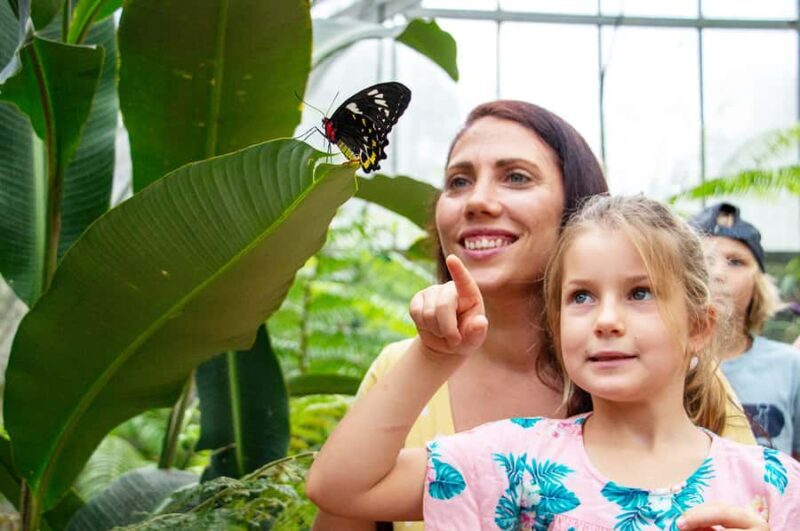 Kuranda: Australian Butterfly Sanctuary - What to Expect at the Australian Butterfly Sanctuary