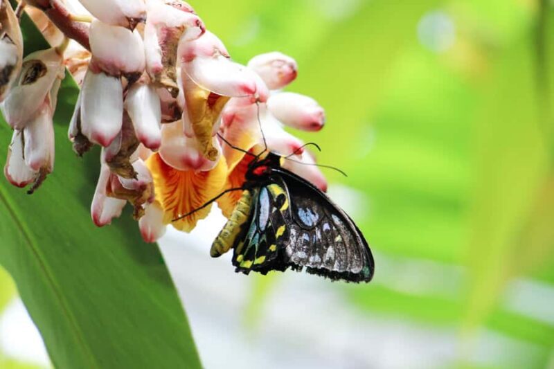 Kuranda: Australian Butterfly Sanctuary - Who Will Love This Experience?
