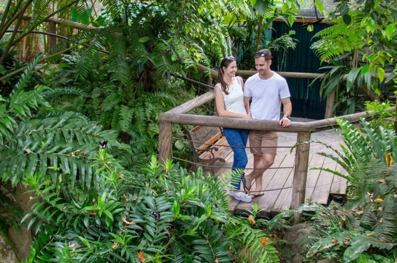 Kuranda: Australian Butterfly Sanctuary - The Reality: The Pros and Cons