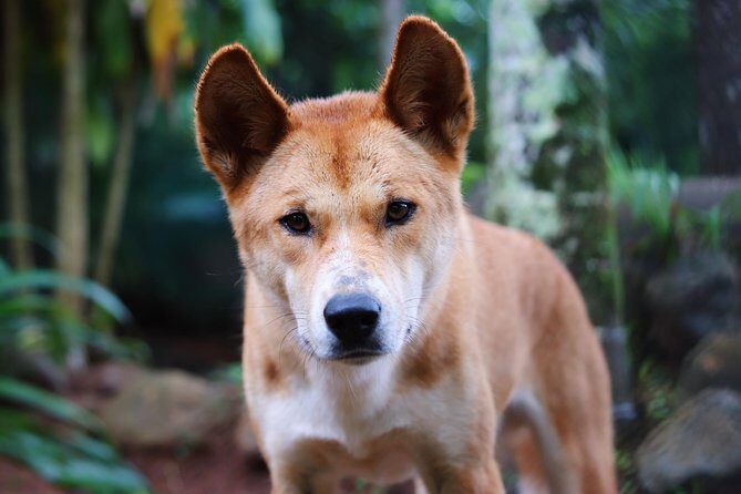 Kuranda Highlights including Rainforestation Aboriginal Culture and Wildlife R1B - Who Is This Tour Best For?