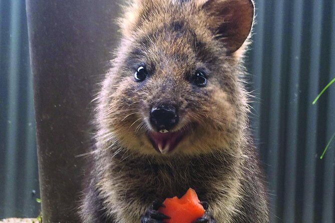 Kuranda Koala Gardens and Birdworld Admission Tickets - What to Expect at Kuranda Koala Gardens & Birdworld