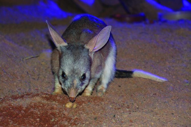 Kuranda Koala Gardens General Entry Ticket - Key Points