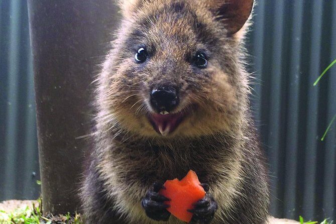 Kuranda Koala Gardens General Entry Ticket - What to Expect When Visiting Kuranda Koala Gardens