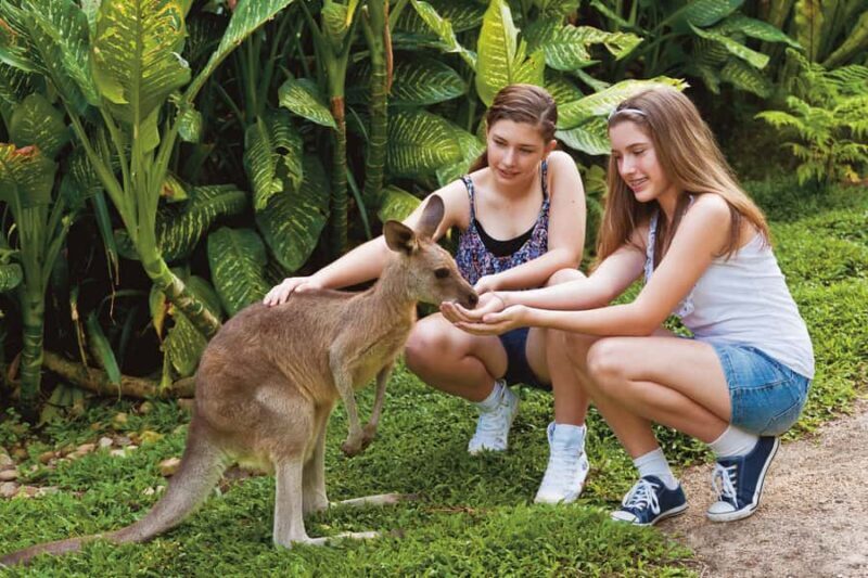 Kuranda Koala Gardens Park Entry - What Can You Expect When Visiting?