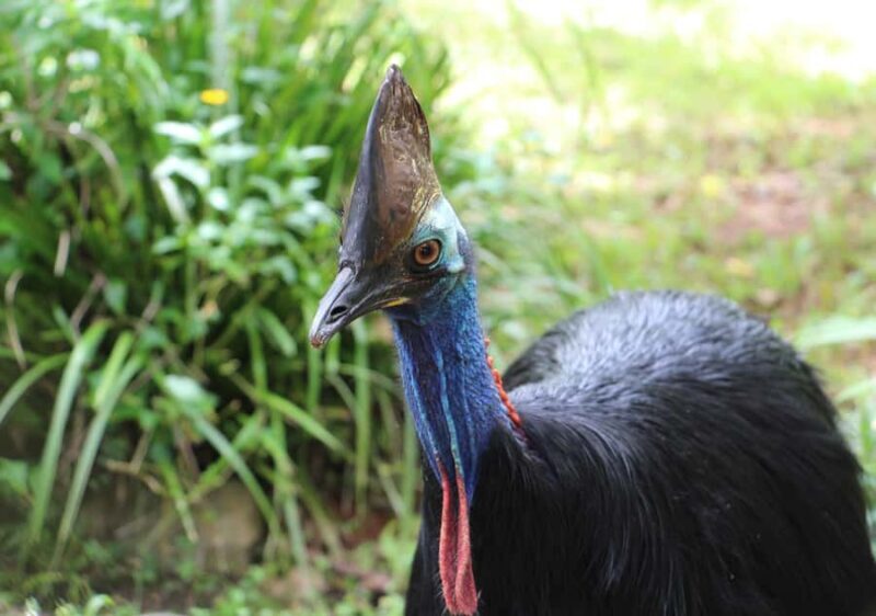 Kuranda: Rainforestation Nature Park - Key Points