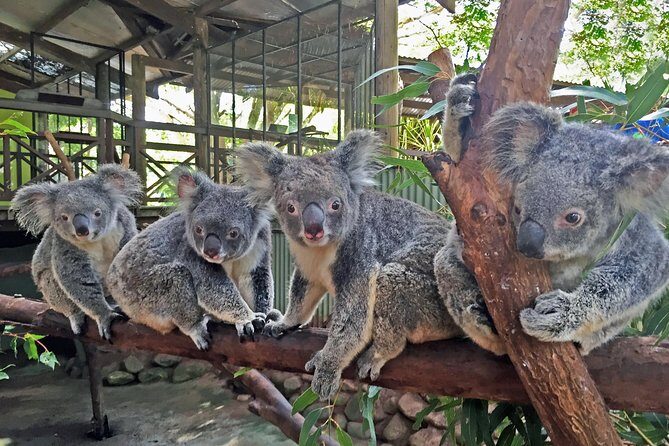 Kuranda Rainforestation Nature Park Ticket (BNP) - What to Expect from the Rainforestation Experience