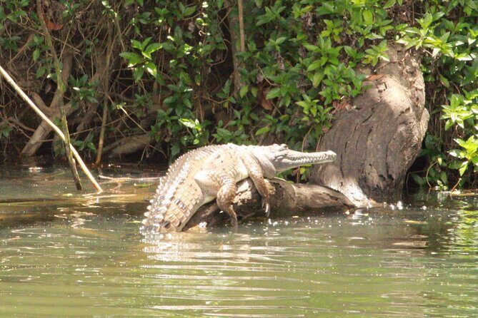 Kuranda Riverboat Sightseeing Cruise - Who Should Consider This Tour?