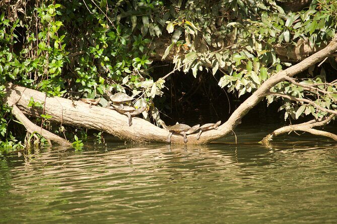 Kuranda Riverboat Sightseeing Cruise - FAQ