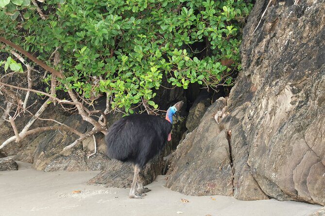 Kuranda Scenic Railway and Rainforest Station (Small Group) - Who Should Consider This Tour?