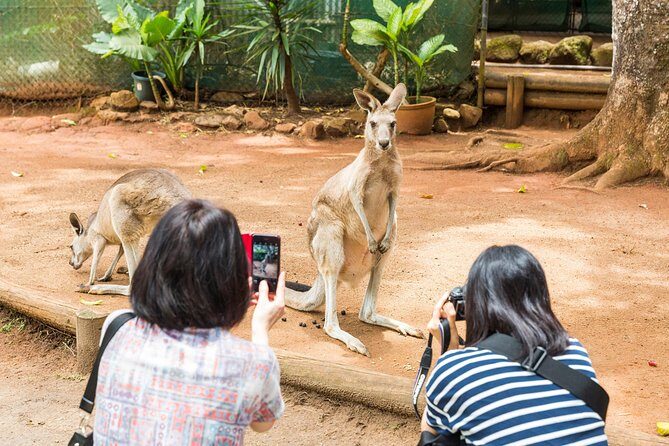 Kuranda Scenic Railway Day Trip from Cairns - Practical Tips for Your Trip