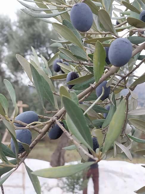 Kusadas: Countryside Tour with Lunch and Drinks - Starting Point: Bridge Tours Kusadasi