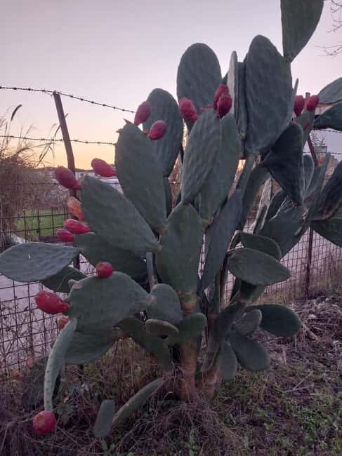 Kusadas: Countryside Tour with Lunch and Drinks - Exploring Aaçl: Local Food Tasting and Cultural Conversation