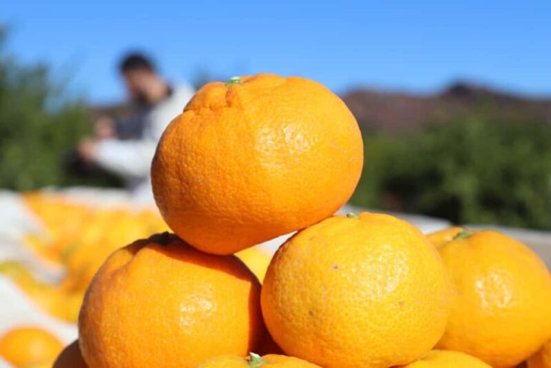 Kusadas: Countryside Tour with Lunch and Drinks - Regional Food and Drinks: The Final Highlights