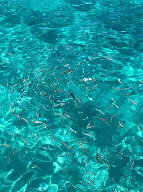 Kusadasi: Aegean Sea Boat Tour with Lunch - Key Points