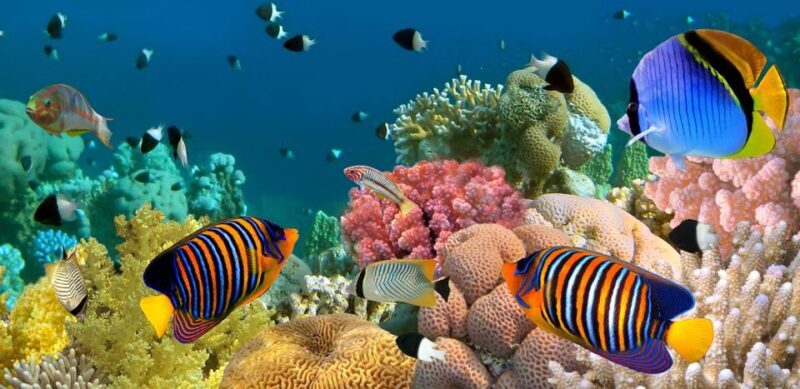 Kusadasi Scuba Diving - Kusadasi Scuba Diving: A Friendly Intro to Underwater Exploration