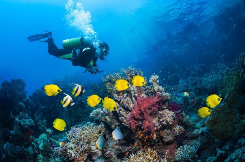 Kusadasi: Scuba Diving for Beginner or Experienced w/ Lunch - FAQs About the Kusadasi Scuba Diving Tour
