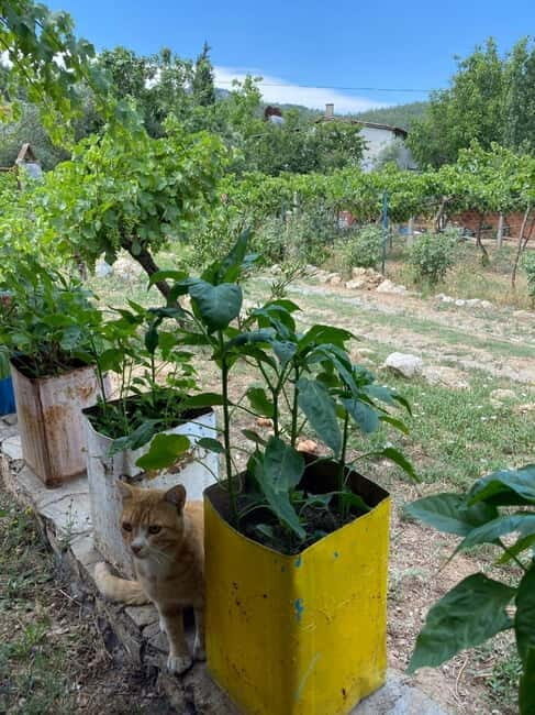 Kusadasi Village Tour & Traditional Food Tasting - The Sum Up