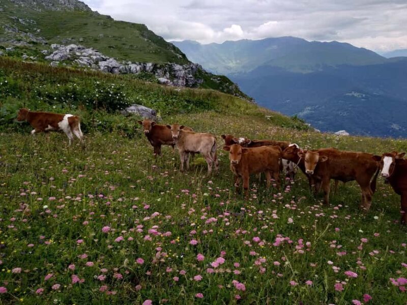 Kutaisi: Askhi Mountain 4x4 Tour on Stunning views & Picnic - Transport, Group Size, and Practicalities