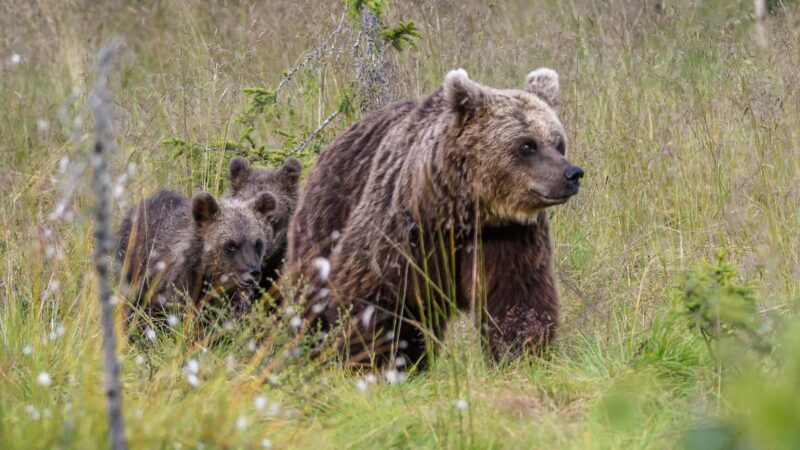 Kuusamo: Bear watching evening - Key Points