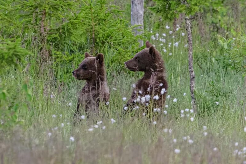 Kuusamo: Bear watching evening - An In-Depth Look at the Kuusamo Bear Watching Tour