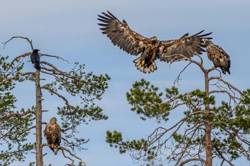 Kuusamo: Bear watching evening - The Sum Up
