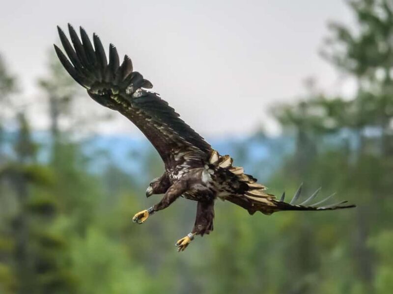 Kuusamo: Bear watching evening - FAQs