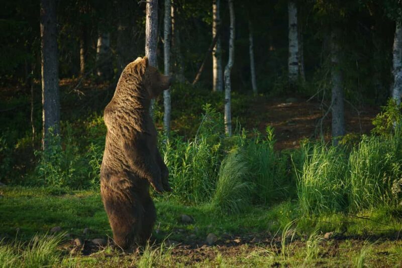 Kuusamo: Bear Watching Evening Tour - Key Points