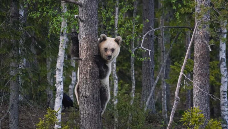 Kuusamo: Bear Watching Evening Tour - What to Expect on the Tour
