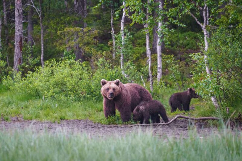 Kuusamo: Bear Watching Overnight Tour - Key Points