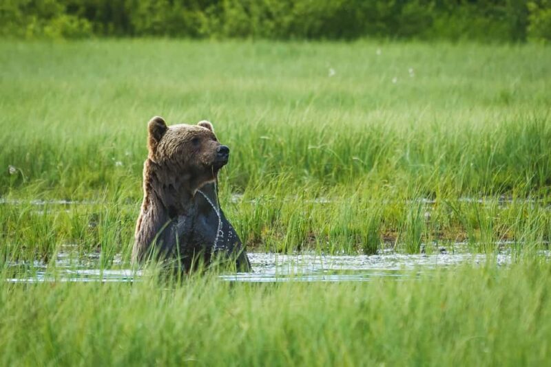 Kuusamo: Bear Watching Overnight Tour - A Closer Look at What This Tour Offers